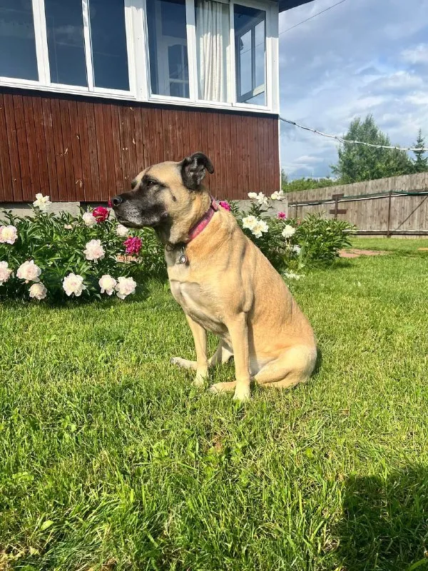 Lost cream dog, метис in Snt Ryabinushka — identification photo, lost & found pet database Pathfinder
