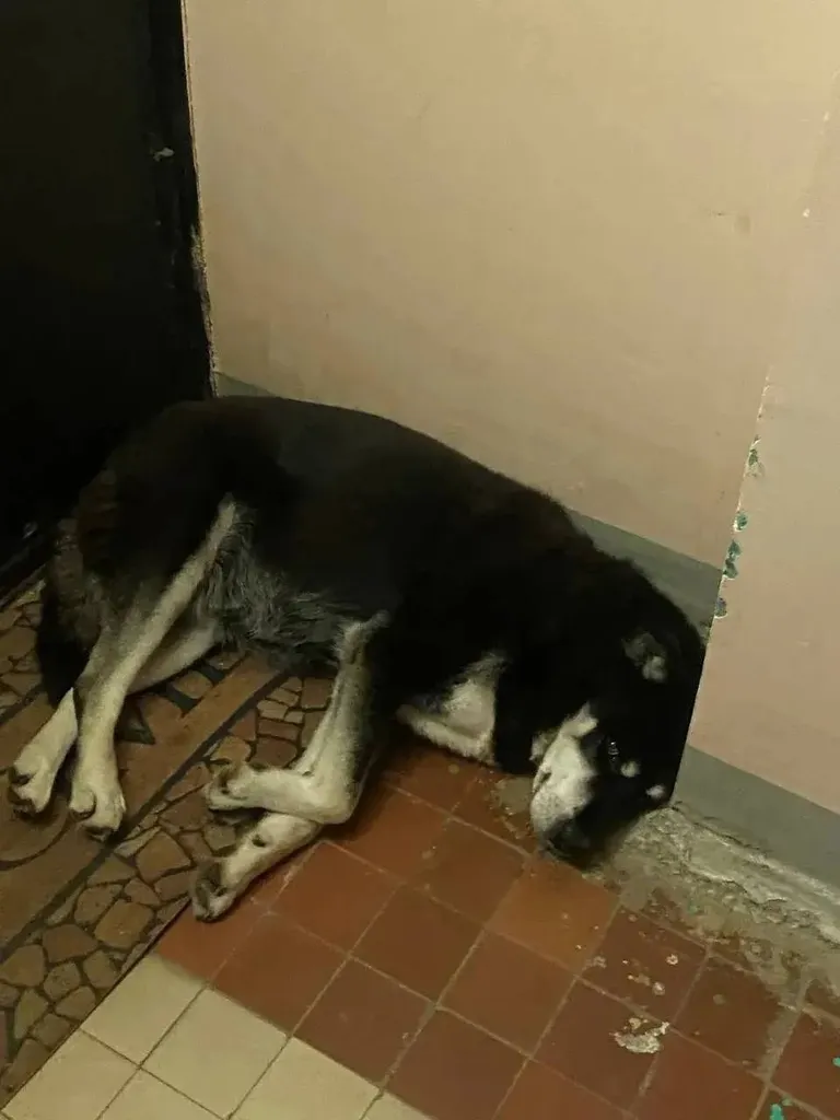 Found dog in Kolyubakino — identification photo, lost & found pet database Pathfinder