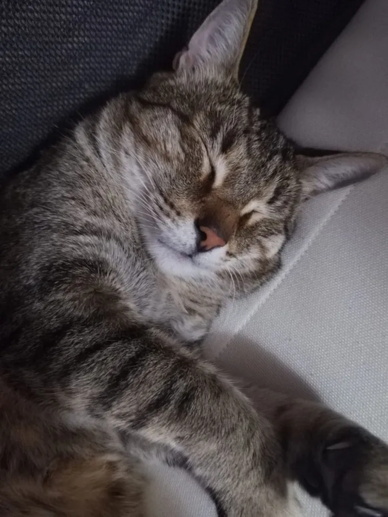 Lost cat in Zhavoronki — identification photo, lost & found pet database Pathfinder