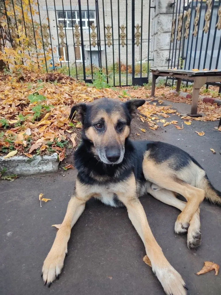 Found dog, дворняжка in Balashikha — identification photo, lost & found pet database Pathfinder