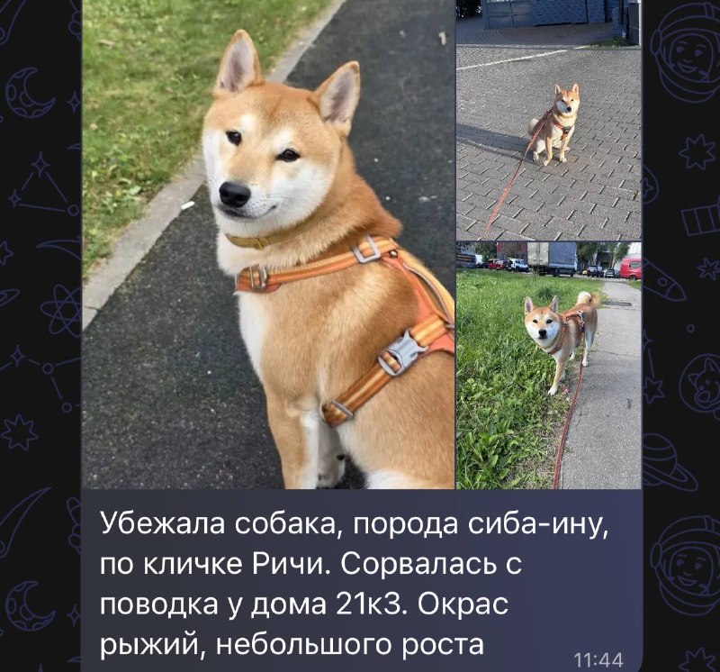 Lost white dog in Khimki — identification photo, lost & found pet database Pathfinder