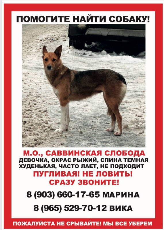 Lost white dog in Zvenigorod — identification photo, lost & found pet database Pathfinder