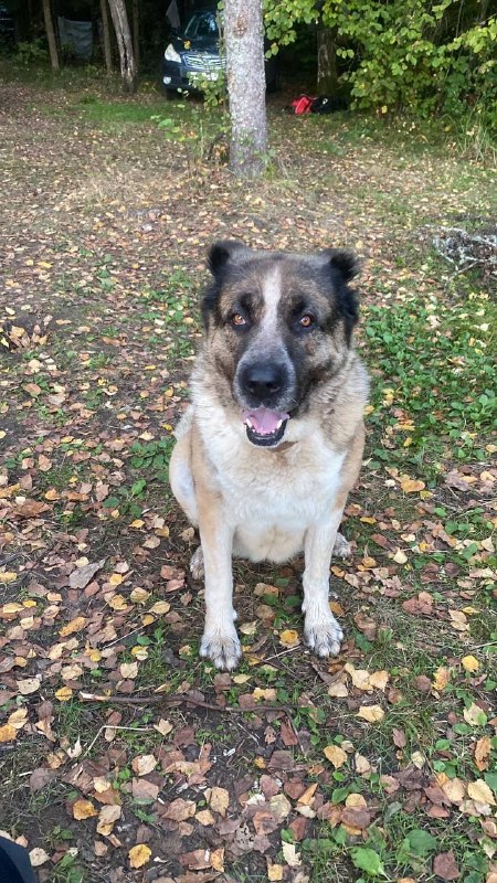 Lost cream dog in Andriankovo — identification photo, lost & found pet database Pathfinder