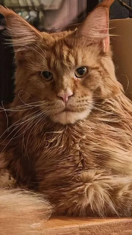 Lost ginger cat, мейн-кун in Sarapulka — identification photo, lost & found pet database Pathfinder