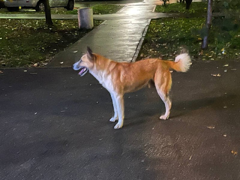 Found white dog in Shcherbinka — identification photo, lost & found pet database Pathfinder