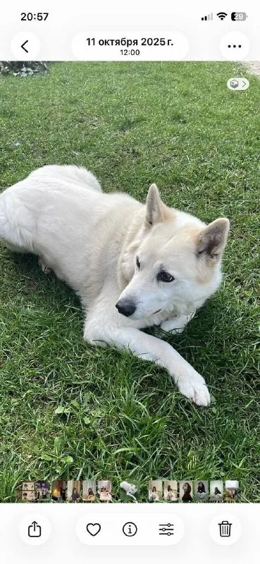 Lost cream dog, метис лайки in Ganusovo — identification photo, lost & found pet database Pathfinder