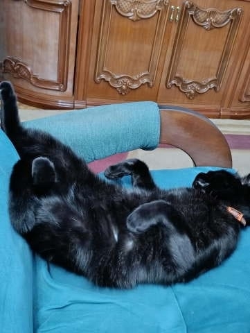 Lost black cat in Novosibirsk — identification photo, lost & found pet database Pathfinder