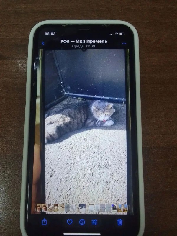 Lost white cat in Ufa — identification photo, lost & found pet database Pathfinder