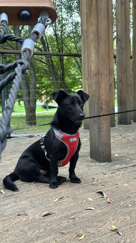 Lost black dog in Mytishchi — identification photo, lost & found pet database Pathfinder