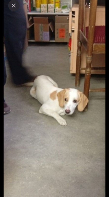 Found white dog, бигль in Volgograd — identification photo, lost & found pet database Pathfinder