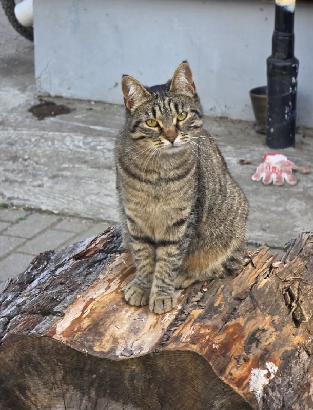 Lost brown cat in Perm — identification photo, lost & found pet database Pathfinder