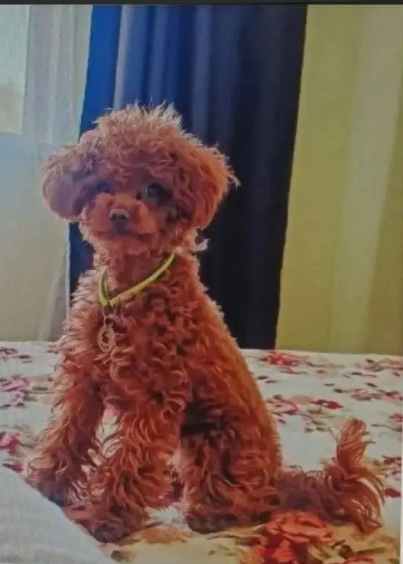 Lost ginger dog, мультипу in Kievskiy — identification photo, lost & found pet database Pathfinder