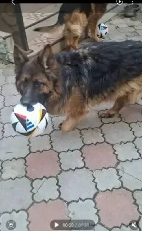 Lost brown dog, немецкая овчарка in Istra — identification photo, lost & found pet database Pathfinder