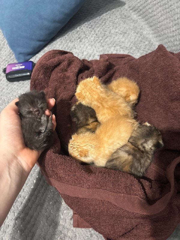 Found cat in Perm — identification photo, lost & found pet database Pathfinder