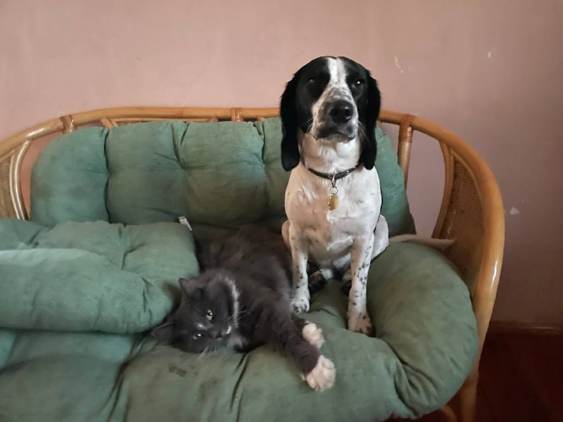 Lost white dog in Aramil — identification photo, lost & found pet database Pathfinder