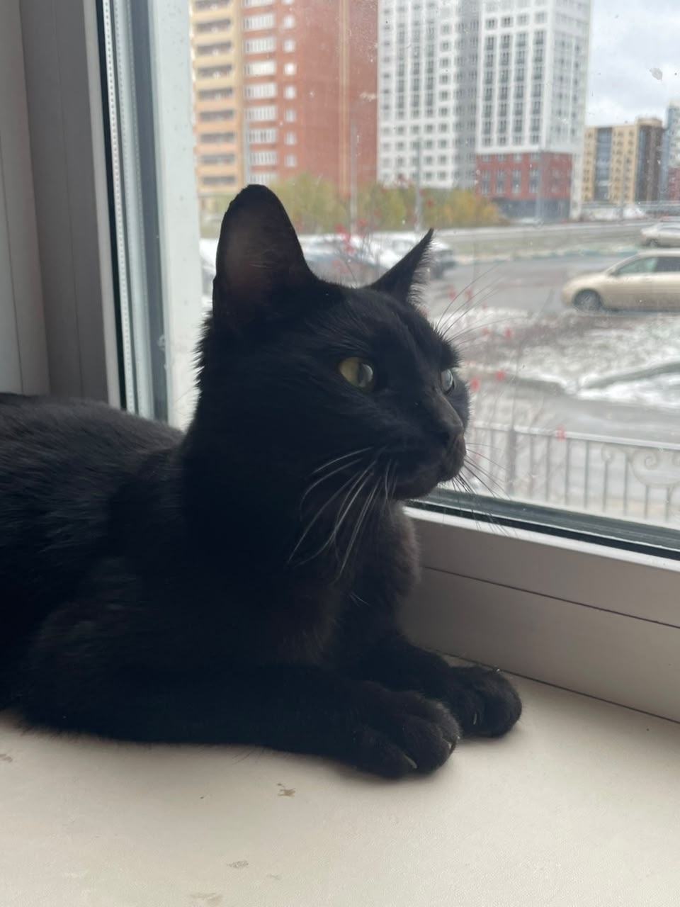 Found black cat in Novosibirsk — identification photo, lost & found pet database Pathfinder