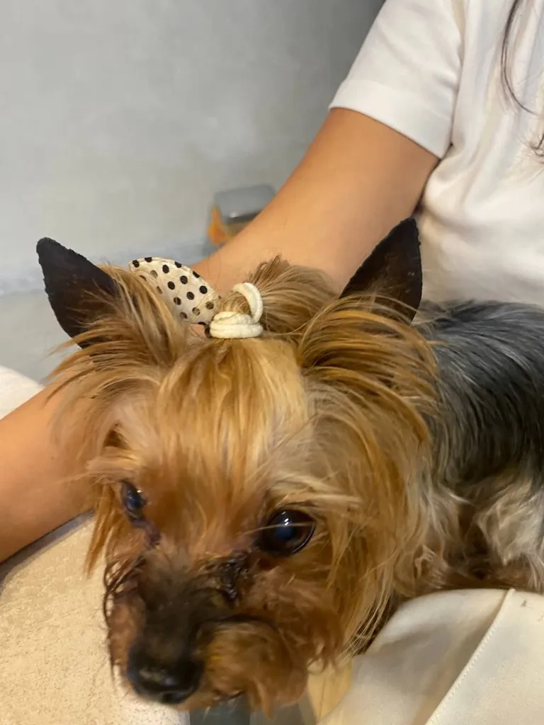 Found dog, йоркширский терьер in Trubino — identification photo, lost & found pet database Pathfinder