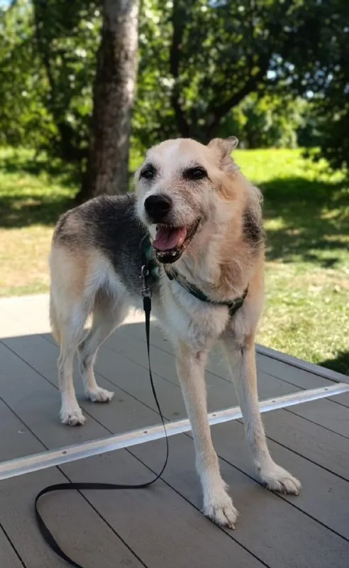 Lost white dog in Chekhov — identification photo, lost & found pet database Pathfinder
