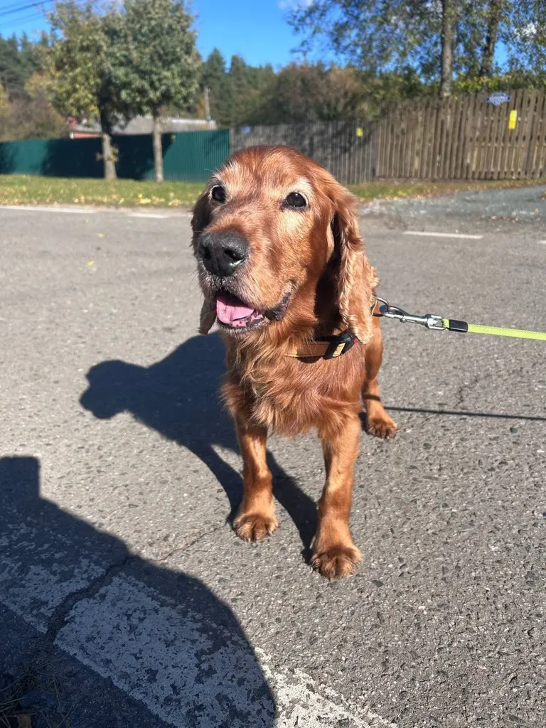 Found ginger dog, спаниель in Ramenskoe — identification photo, lost & found pet database Pathfinder