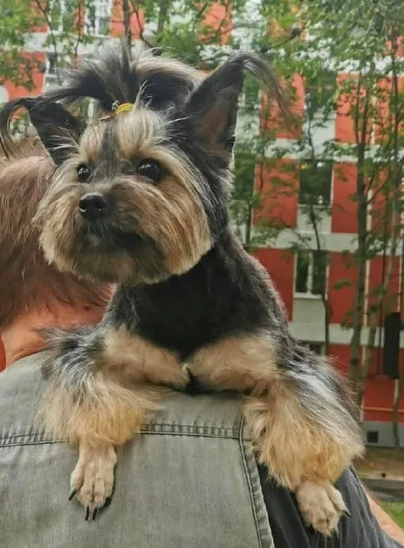 Lost ginger dog, йорк-шпиц in Pokrov — identification photo, lost & found pet database Pathfinder