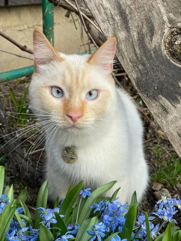 Lost cream cat in Lukhovitsy — identification photo, lost & found pet database Pathfinder