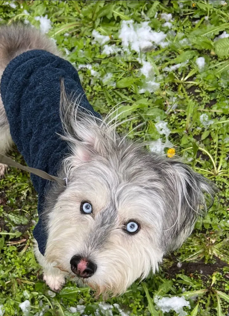 Lost dog, метис хаски in Maloyaroslavets — identification photo, lost & found pet database Pathfinder