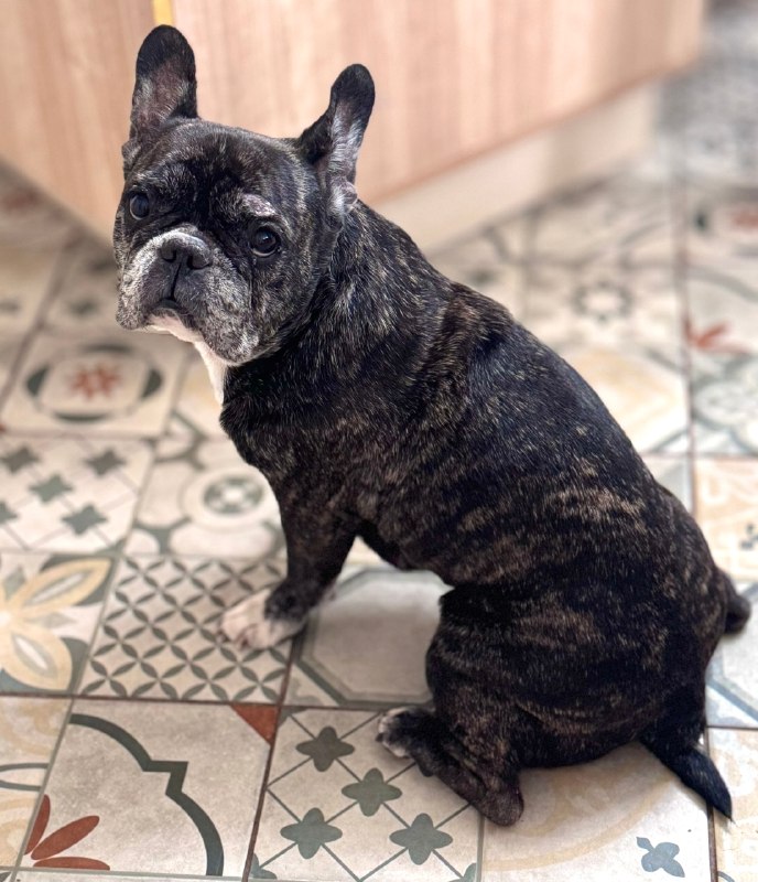Adoptable black dog, французский бульдог in Perm — identification photo, lost & found pet database Pathfinder