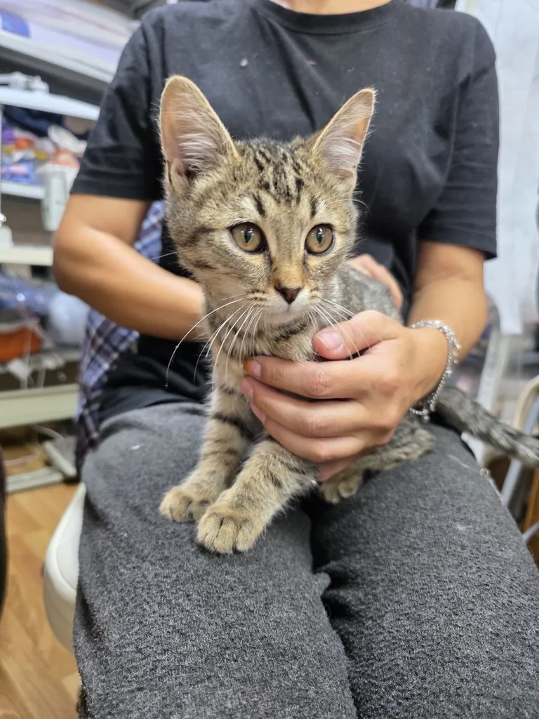 Found cat in Moscow — identification photo, lost & found pet database Pathfinder