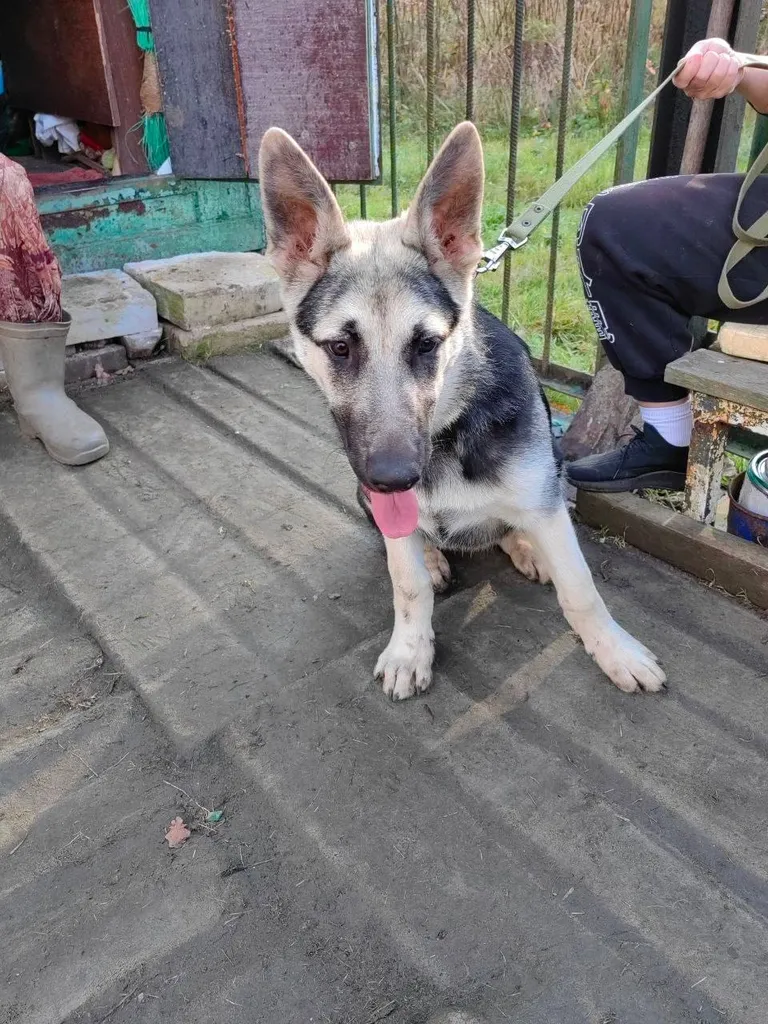 Found dog, вео in Lesnoy Gorodok — identification photo, lost & found pet database Pathfinder