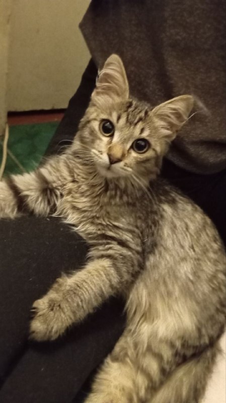 Found cat in Omsk — identification photo, lost & found pet database Pathfinder