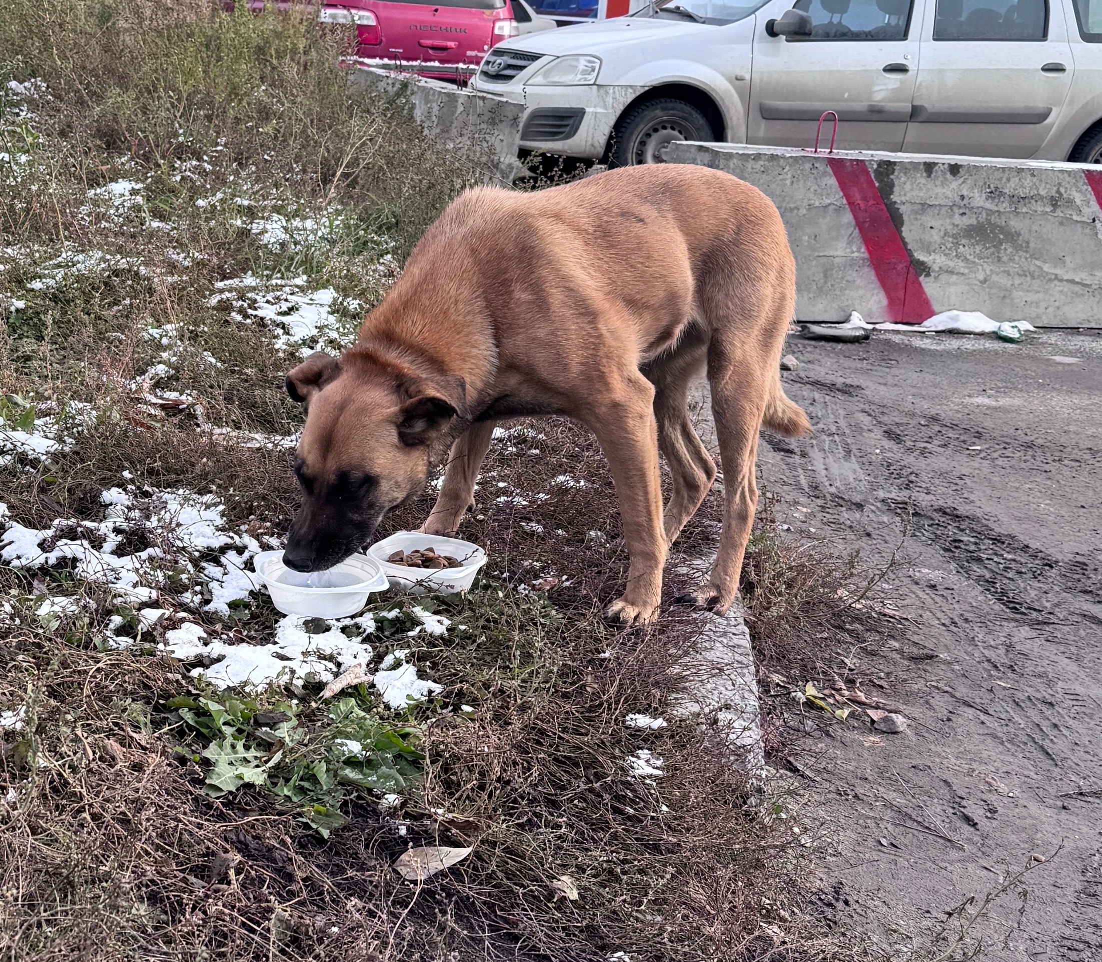 Found fawn dog in Novosibirsk — identification photo, lost & found pet database Pathfinder