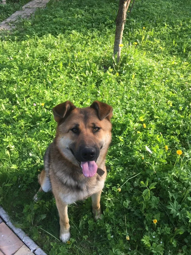 Lost dog, метис in Manikhino — identification photo, lost & found pet database Pathfinder