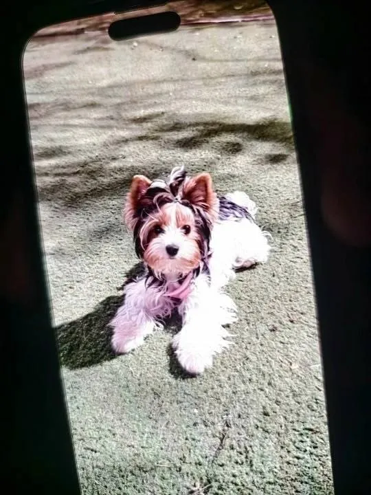 Lost white dog, бивер йорк in Chertanovo — identification photo, lost & found pet database Pathfinder
