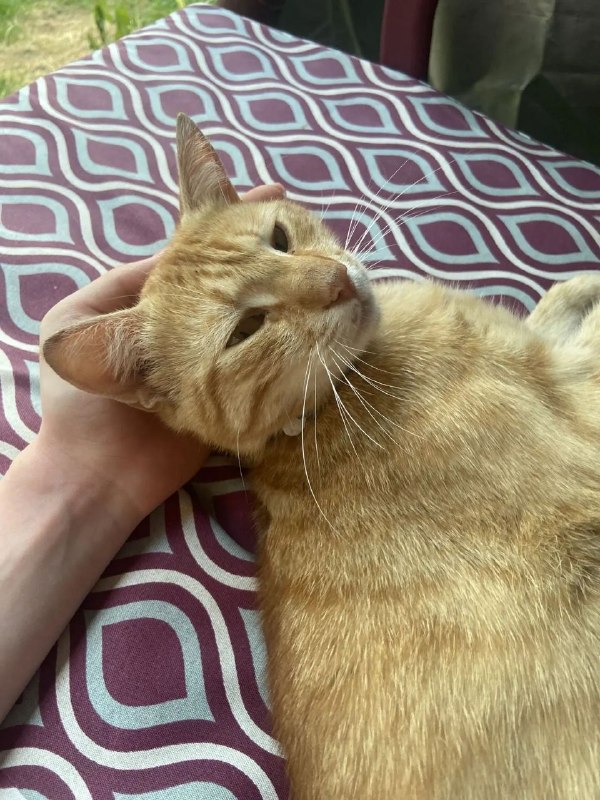 Lost ginger cat in Lyubertsy — identification photo, lost & found pet database Pathfinder