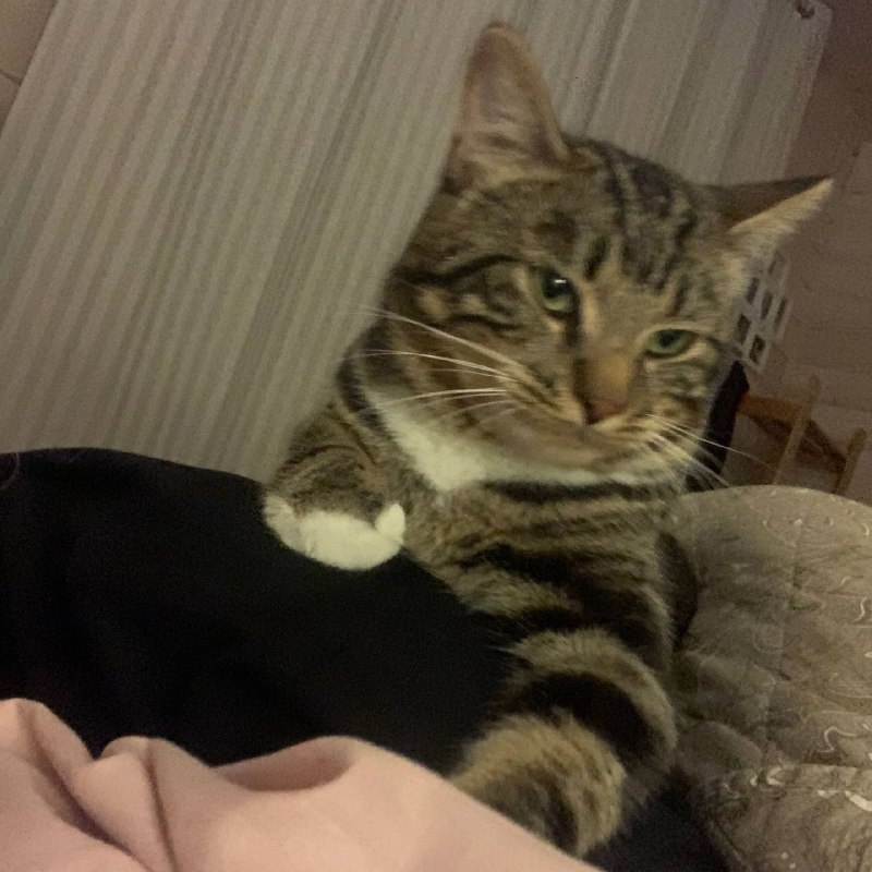 Lost brown cat, метис in Kommunar — identification photo, lost & found pet database Pathfinder