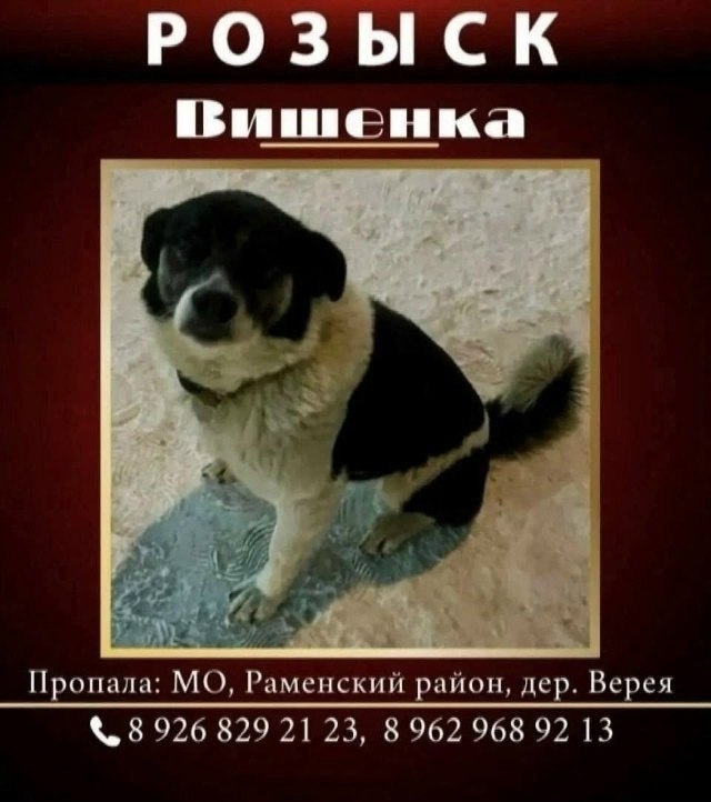 Lost white dog in Vereya — identification photo, lost & found pet database Pathfinder