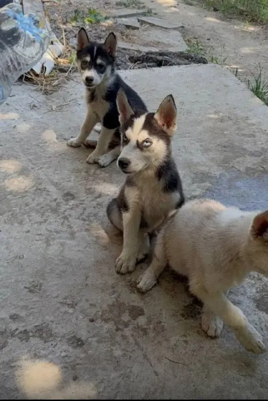 Adoptable white dog, хаски in Volgograd — identification photo, lost & found pet database Pathfinder
