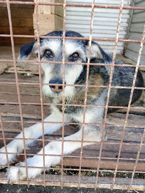 Found dog in Perm — identification photo, lost & found pet database Pathfinder
