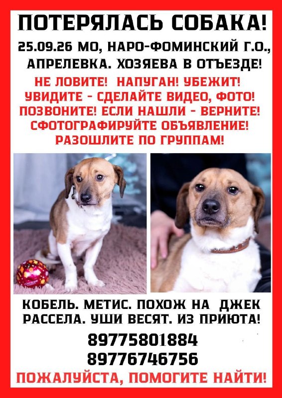 Lost white dog in Aprelevka — identification photo, lost & found pet database Pathfinder