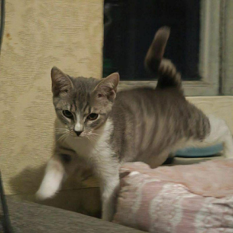 Lost white cat in Saint Petersburg — identification photo, lost & found pet database Pathfinder