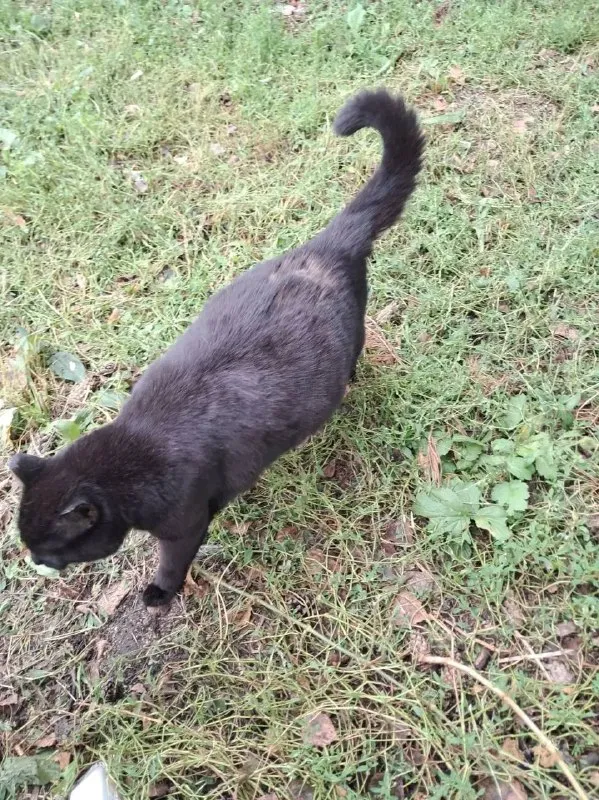 Lost black cat in Sysert — identification photo, lost & found pet database Pathfinder