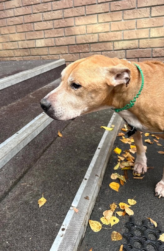 Adoptable fawn dog in Perm — identification photo, lost & found pet database Pathfinder