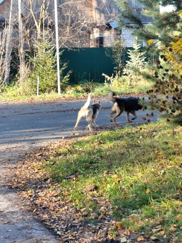 Found fawn dog in Zvenigorod — identification photo, lost & found pet database Pathfinder