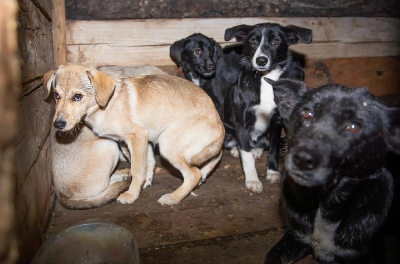 Adoptable black pet in Bogorodsk — identification photo, lost & found pet database Pathfinder