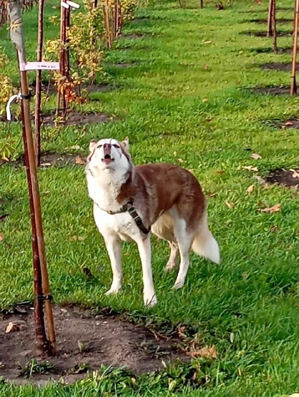 Found white dog, хаски in Odintsovo — identification photo, lost & found pet database Pathfinder