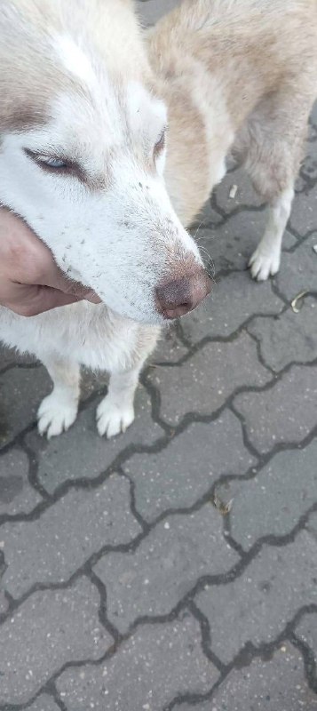 Lost cream dog, хаски in Krasnogorsk — identification photo, lost & found pet database Pathfinder
