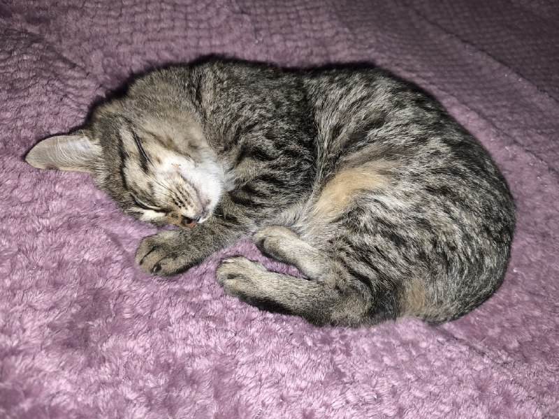 Adoptable cream cat in Ufa — identification photo, lost & found pet database Pathfinder