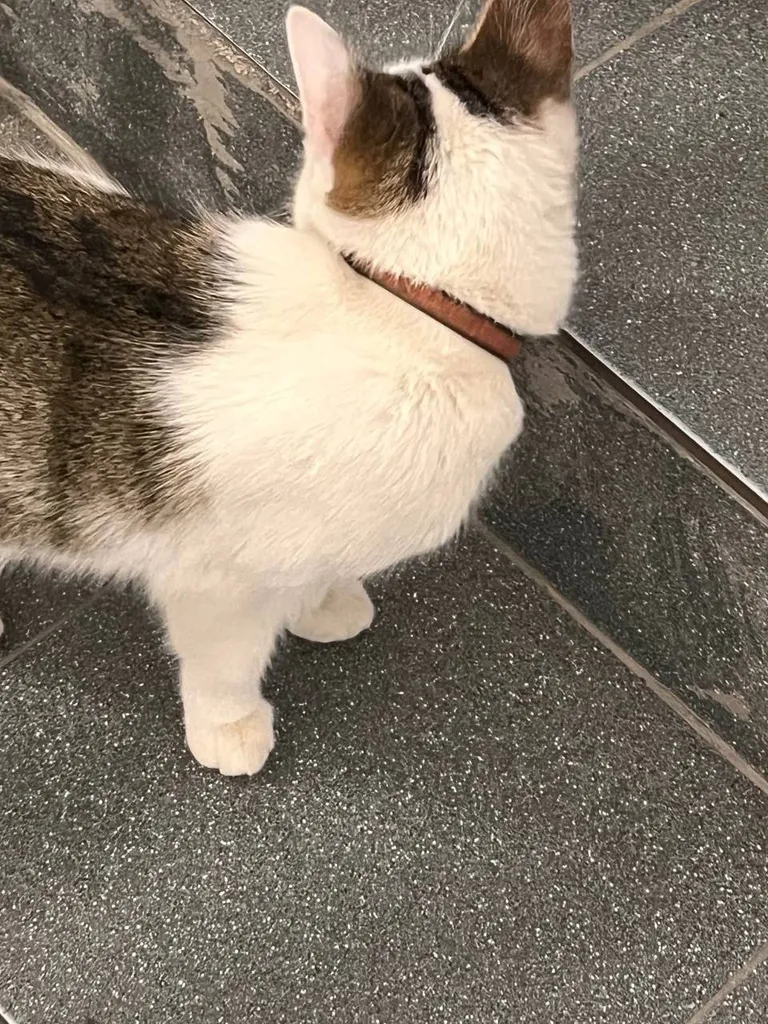 Found cat in Domodedovo — identification photo, lost & found pet database Pathfinder