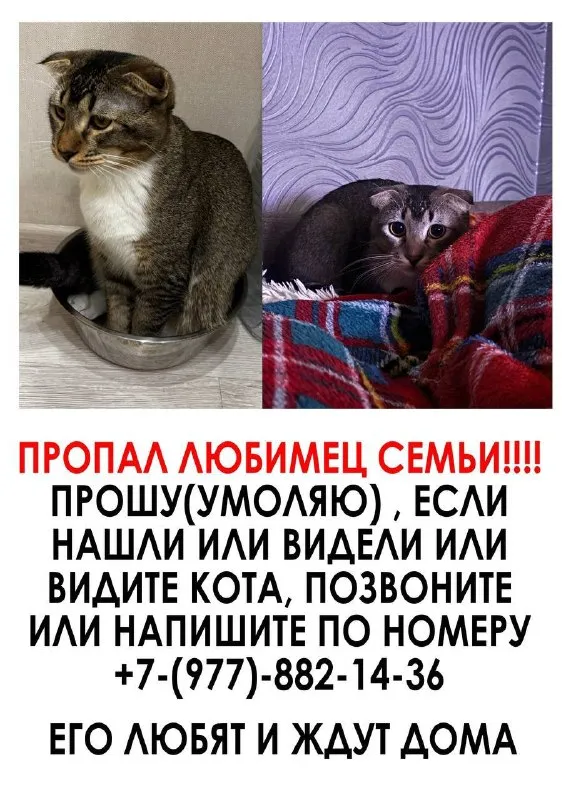 Lost white cat in Ochakovo Matveevskoe — identification photo, lost & found pet database Pathfinder