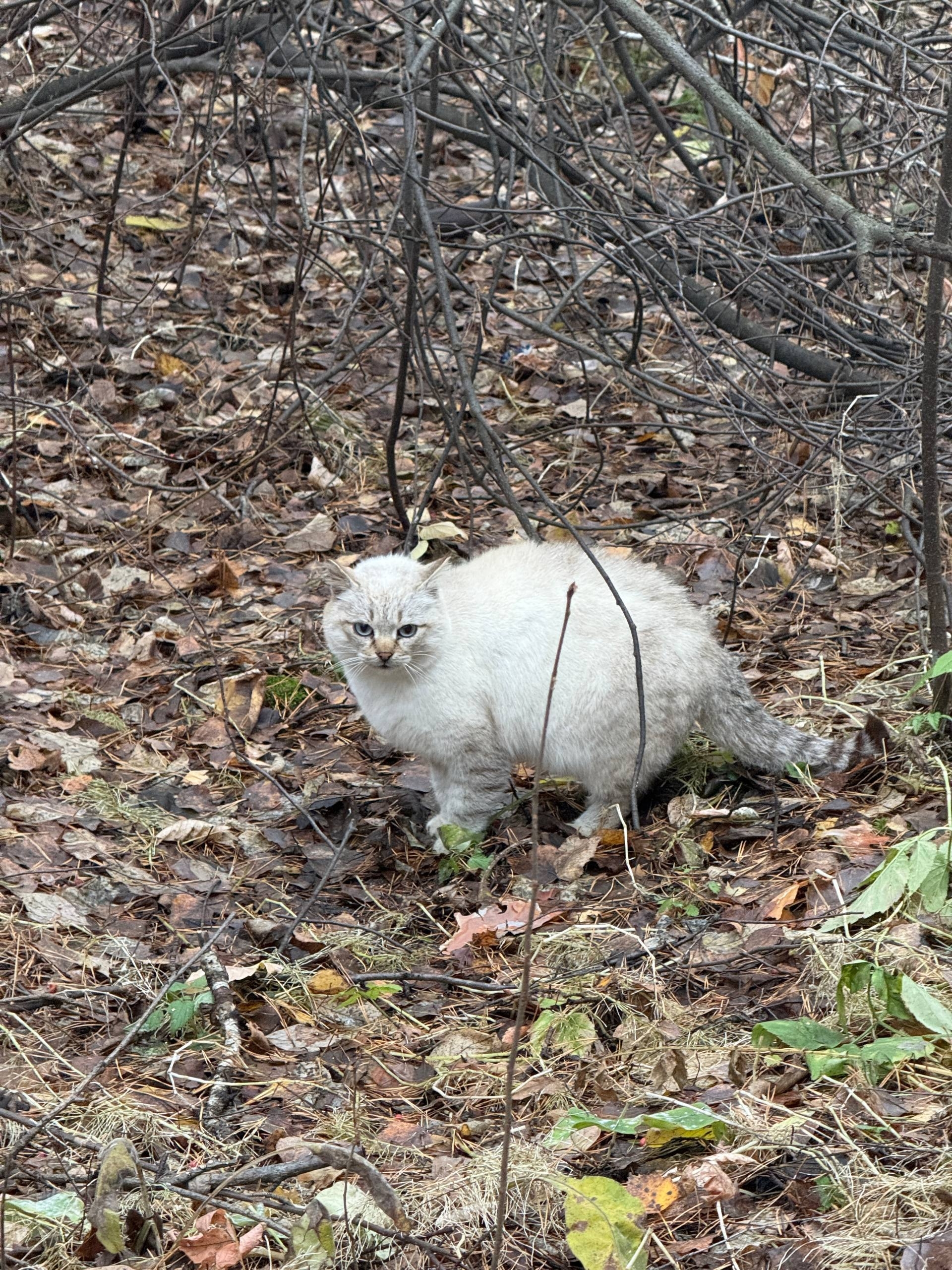 Found cat, сибирская in Novosibirsk — identification photo, lost & found pet database Pathfinder